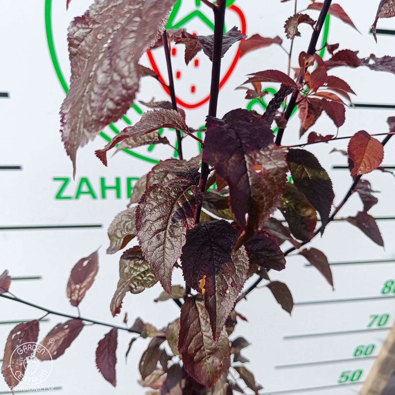 Obrázok Slivka čerešňoplodá (Prunus cerasifera) ´PISSARDII´ - výška 200-250 cm, kont. C10L